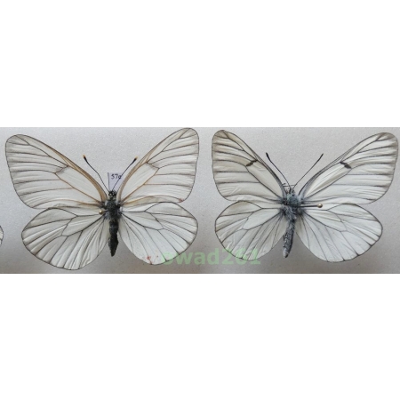 Aporia crataegi (Linnaeus, 1758) pair Poland57e